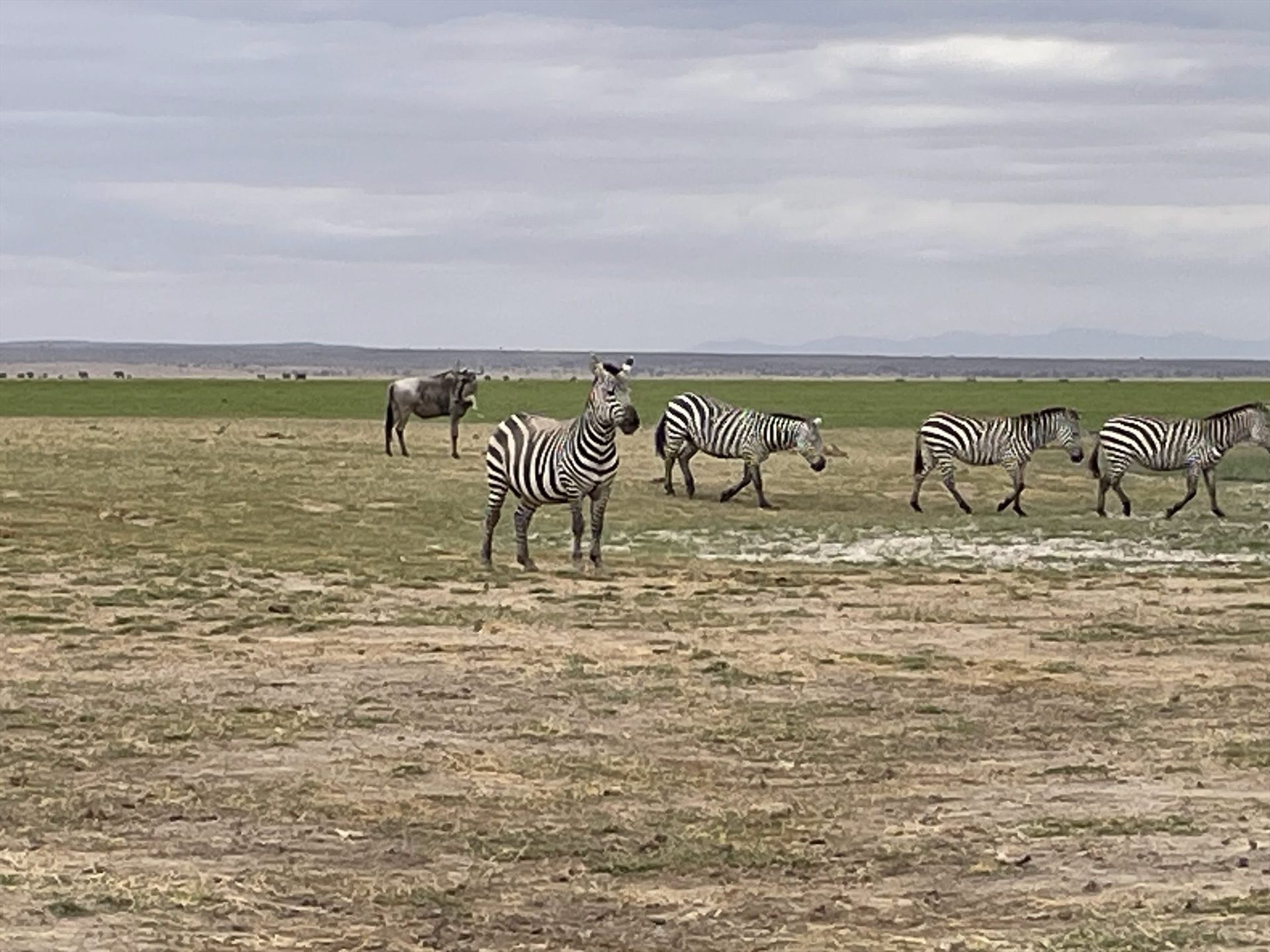 Amboseli Field Photography