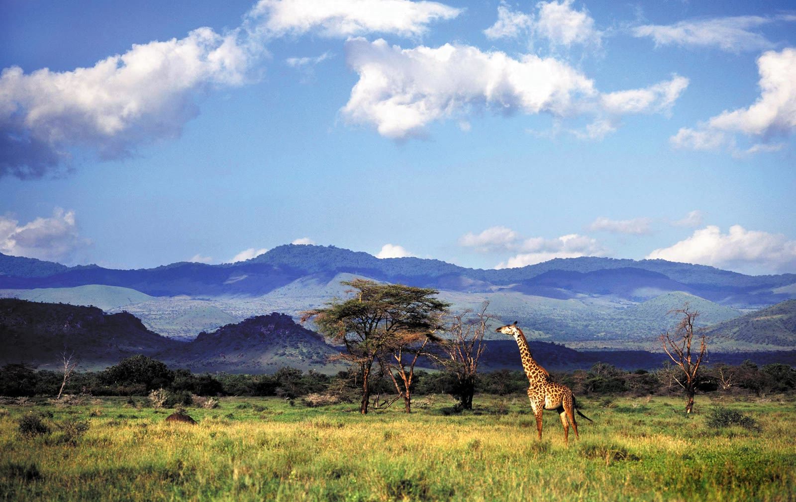Chyulu Hills green ridgeline and restored savanna rangelands